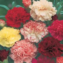 ГВОЗДИКА МАРГАРИТА горшок-с1 флос