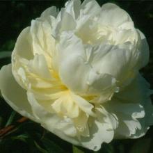 ПИОН МАРИЯ ЛЕМУАН пакет