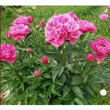 Нажмите чтобы увеличить изображение