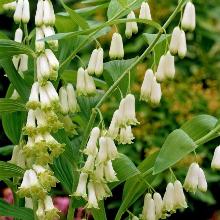 КУПЕНА МУЛЬТИФЛОРУМ пакет