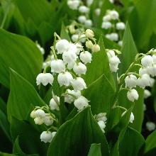 ЛАНДЫШ МАЙСКИЙ пакет