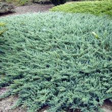 МОЖЖЕВЕЛЬНИК ГОРИЗОНТАЛЬНЫЙ ГЛАУКА пакет