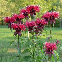 РАССАДА МОНАРДА СМЕСЬ кассета-6шт