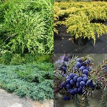 МОЖЖЕВЕЛЬНИК СМЕСЬ СОРТОВ горшок-p9