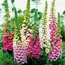 НАПЕРСТЯНКА В АССОРТИМЕНТЕ горшок-с3