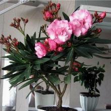 ОЛЕАНДР   горшок-с3 флос