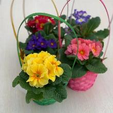 ПРИМУЛА КРЕЩЕНДО СМЕСЬ горшок-p9 флос