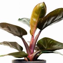 ФИЛОДЕНДРОН   горшок-с3 флос