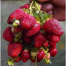 РАССАДА КЛУБНИКА ВЕЧНАЯ ВЕСНА горшок-с1