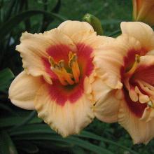 ЛИЛЕЙНИК Ю ЭНДЖЕЛ пакет