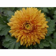 Нажмите чтобы увеличить изображение