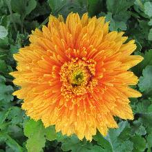 ХРИЗАНТЕМА КОРЕЙСКАЯ ОРАНЖЕВЫЙ ЗАКАТ пакет