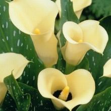 КАЛЛА ЭЛЕГАНЗА пакет