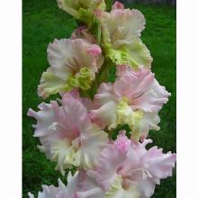 Нажмите чтобы увеличить изображение