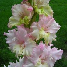 ГЛАДИОЛУС ПАПАРЧИО ЗИЕДАС 3шт-пакет