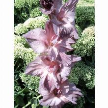 Нажмите чтобы увеличить изображение