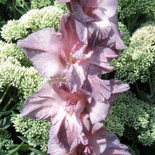 ГЛАДИОЛУС ПРЕШ АУШРА 3шт-пакет