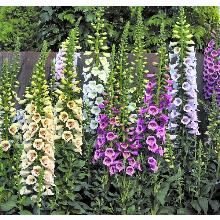 НАПЕРСТЯНКА ПУРПУРНАЯ КАМЕЛОТ СМЕСЬ СОРТОВ 2шт-пакет