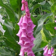 НАПЕРСТЯНКА КАМЕЛОТ РОЗОВАЯ пакет