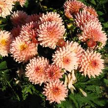 ГЕОРГИНА ГЭЛЛЕРИ ЛЕОНАРДО пакет