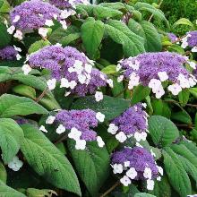 ГОРТЕНЗИЯ САРДЖЕНТА ВИЛЛОСА пакет