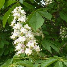 КАШТАН   пакет