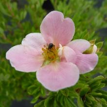 ЛАПЧАТКА НЬЮ ДАУН пакет