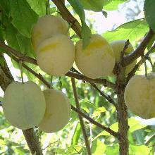 СЛИВА УТРО пакет