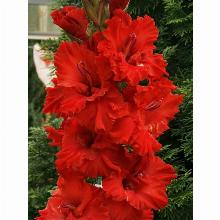 Нажмите чтобы увеличить изображение