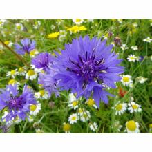 Нажмите чтобы увеличить изображение