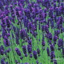 ЛАВАНДА ЛЕКАРСТВЕННАЯ ХИДКОТ пакет