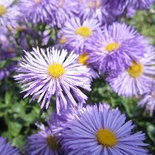 МЕЛКОЛЕПЕСТНИК ПРЕКРАСНЫЙ АЗУР ФАЙФ пакет