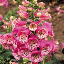 НАПЕРСТЯНКА КАМЕЛОТ ПУРПУРНАЯ пакет