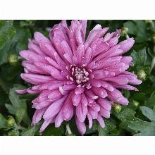 Нажмите чтобы увеличить изображение