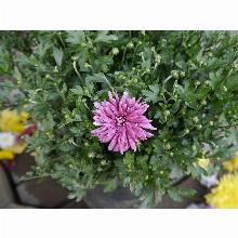 Нажмите чтобы увеличить изображение