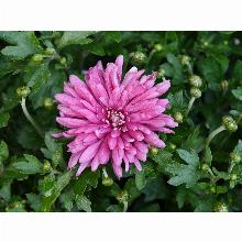 Нажмите чтобы увеличить изображение