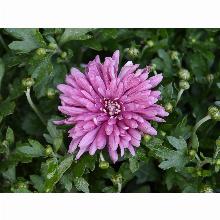 Нажмите чтобы увеличить изображение