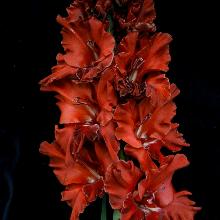 ГЛАДИОЛУС БАРХАТНАЯ НОЧЬ 3шт-пакет