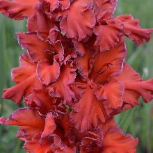 ГЛАДИОЛУС ВЕЧНАЯ ПАМЯТЬ 4шт-пакет 3-разбор