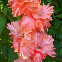 ГЛАДИОЛУС ЗОРЕНЬКА ЯСНАЯ 3шт-пакет