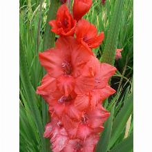 Нажмите чтобы увеличить изображение