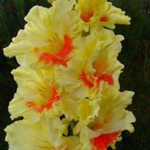 ГЛАДИОЛУС ЛАСКОВОЕ УТРО 6шт-пакет 3-разбор