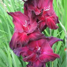 ГЛАДИОЛУС МАЛИНОВАЯ ТЕМНОТА 3шт-пакет