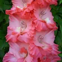 ГЛАДИОЛУС МАРИНА ЛАДЫНИНА 4шт-пакет 3-разбор