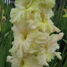 ГЛАДИОЛУС НЕОБЫКНОВЕННОЕ ЧУДО 4шт-пакет 3-разбор