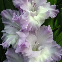 ГЛАДИОЛУС НЕОНОВАЯ МОЛНИЯ 6шт-пакет 3-разбор