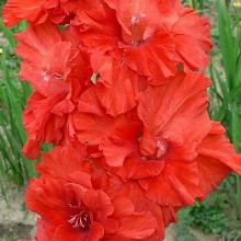 ГЛАДИОЛУС НЕГАСИМОЕ ПЛАМЯ 4шт-пакет 3-разбор