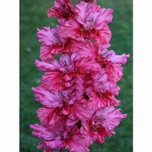 Нажмите чтобы увеличить изображение