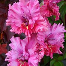 ГЛАДИОЛУС НОВОГОДНЯЯ ГИРЛЯНДА 3шт-пакет