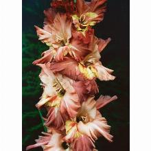 Нажмите чтобы увеличить изображение